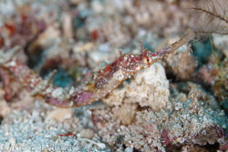 BD-111123-Raja-Ampat-5002-Corythoichthys-intestinalis-(Ramsay.-1881)-[Scribbled-pipefish].jpg